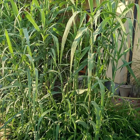 菲林豪斯普法丰锡度假屋 *