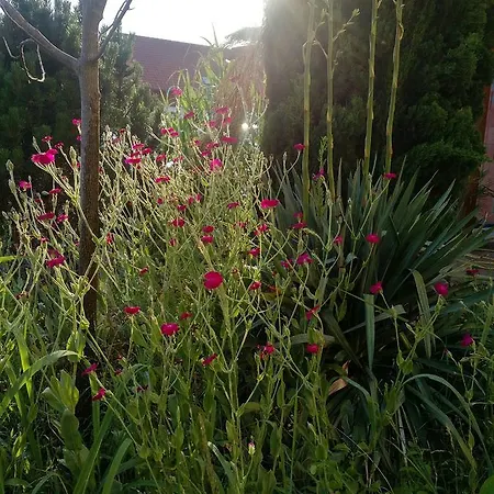 菲林豪斯普法丰锡度假屋 度假居 Harthausen (Rhineland-Palatinate)